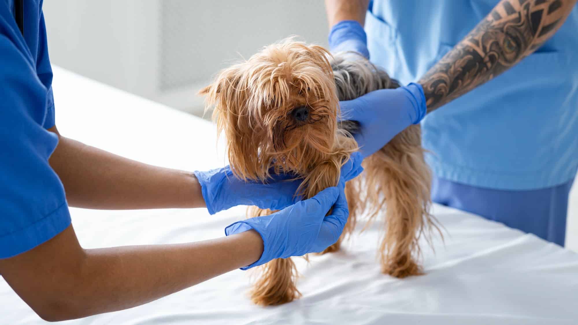 Experienced veterinarian doctors performing physical exam on Yorkshire terrier at animal clinic