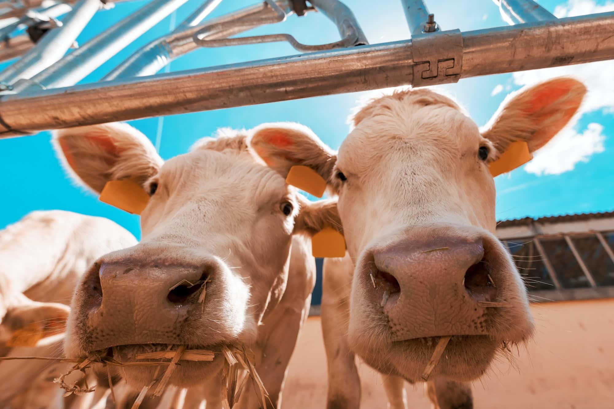 Funny curious cows on dairy cattle farm