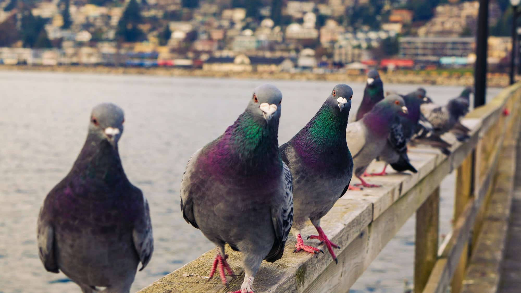 Pigeons