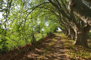 54059,Treelined dirt road, Alentejo, Portugal