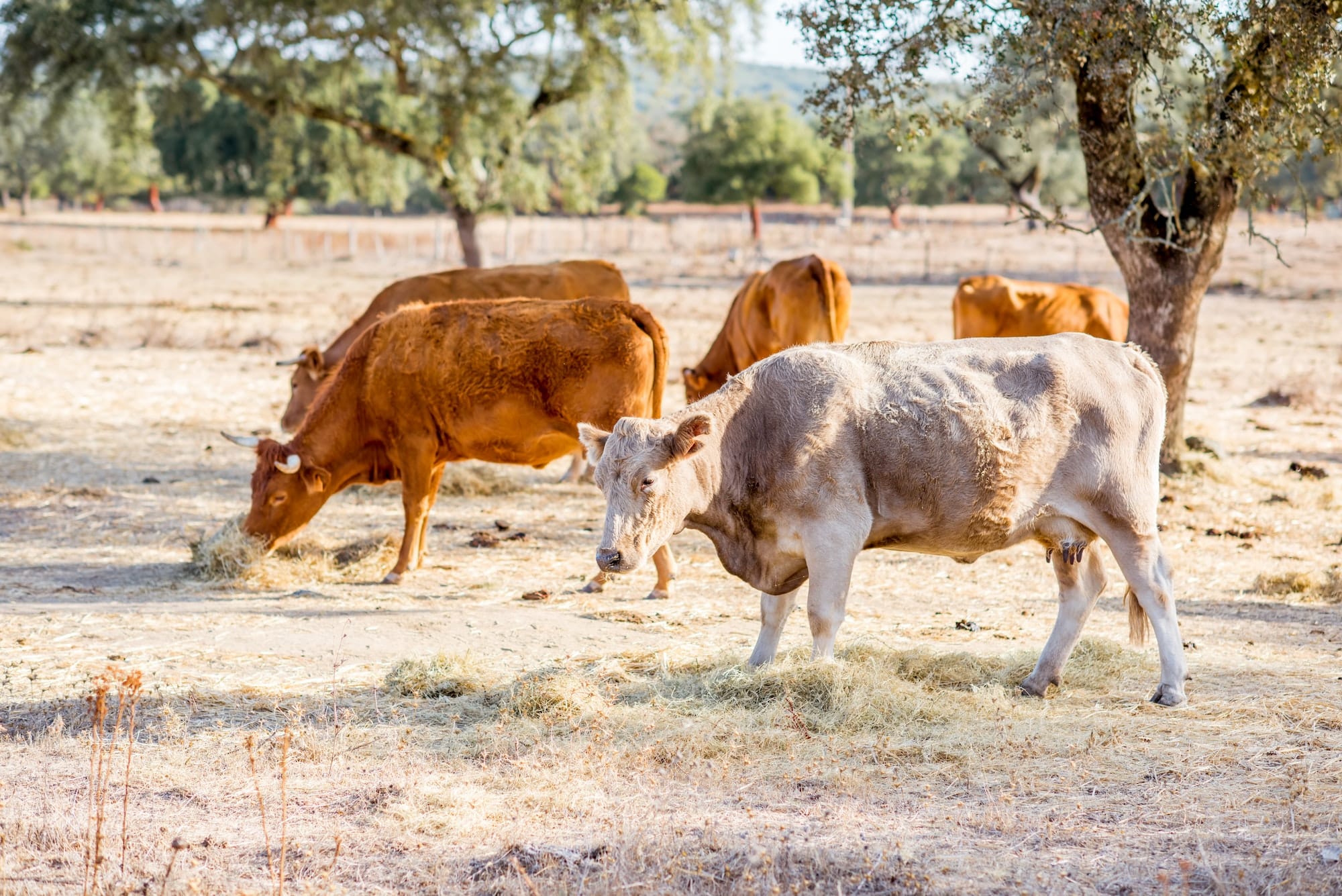 Cows grazing on the beautiful meadow