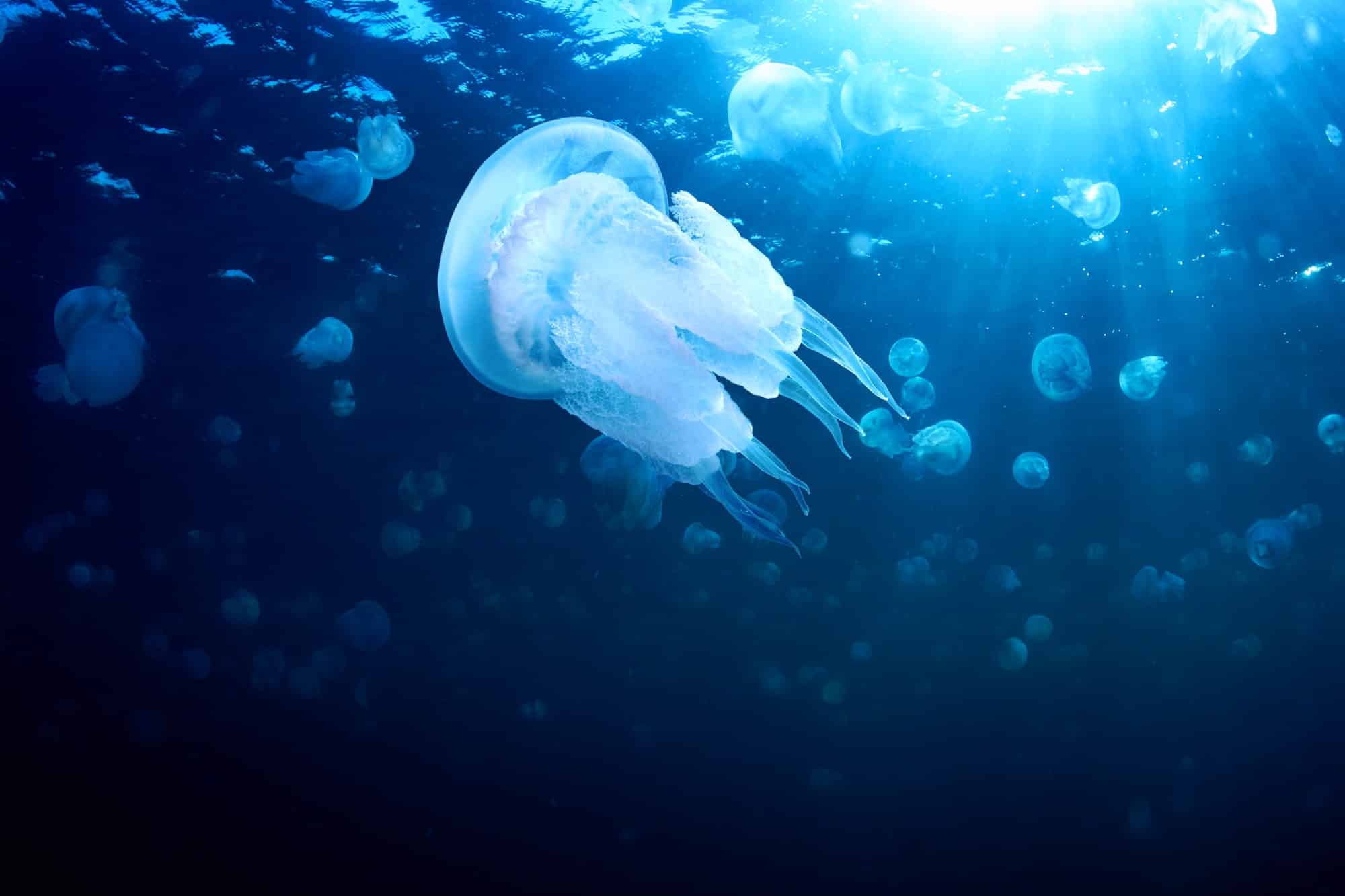 Jellyfish