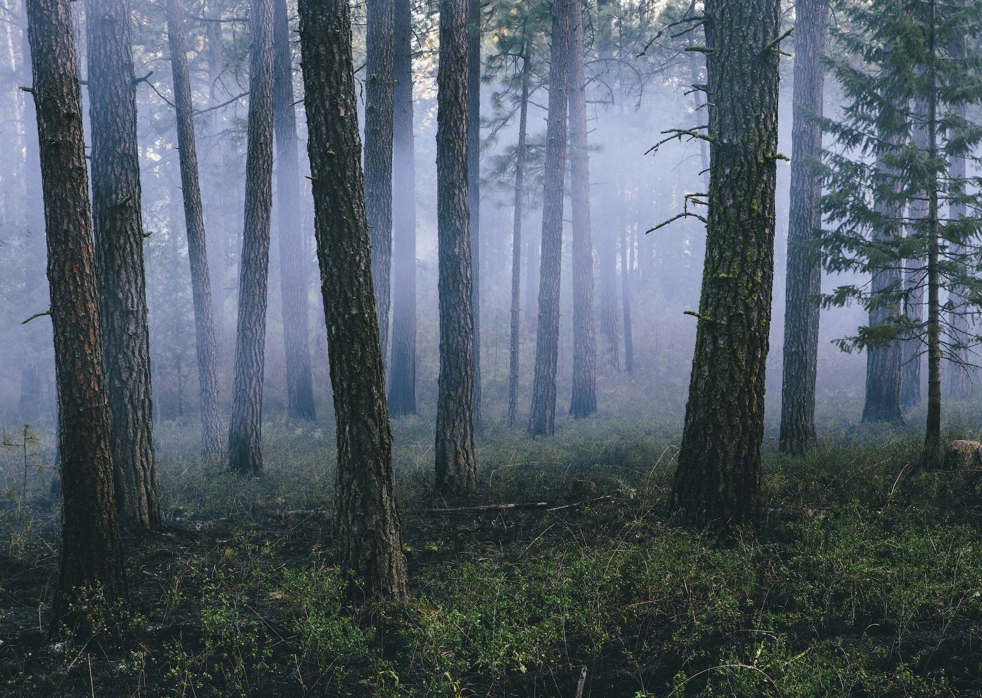 A controlled forest burn, a deliberate fire set to create a healthier and forest ecosystem.