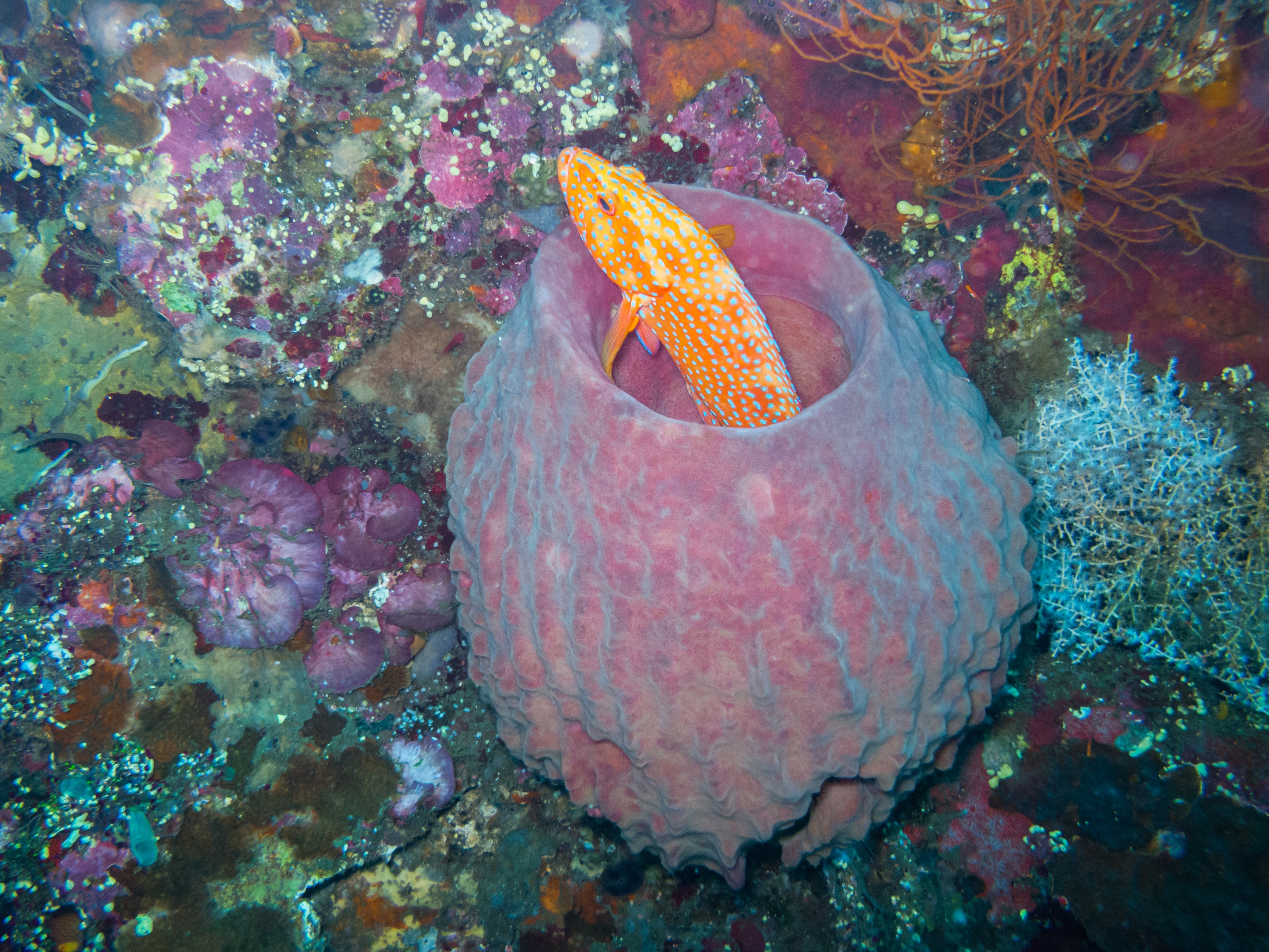 Cod Fish in a Barrel Sponge