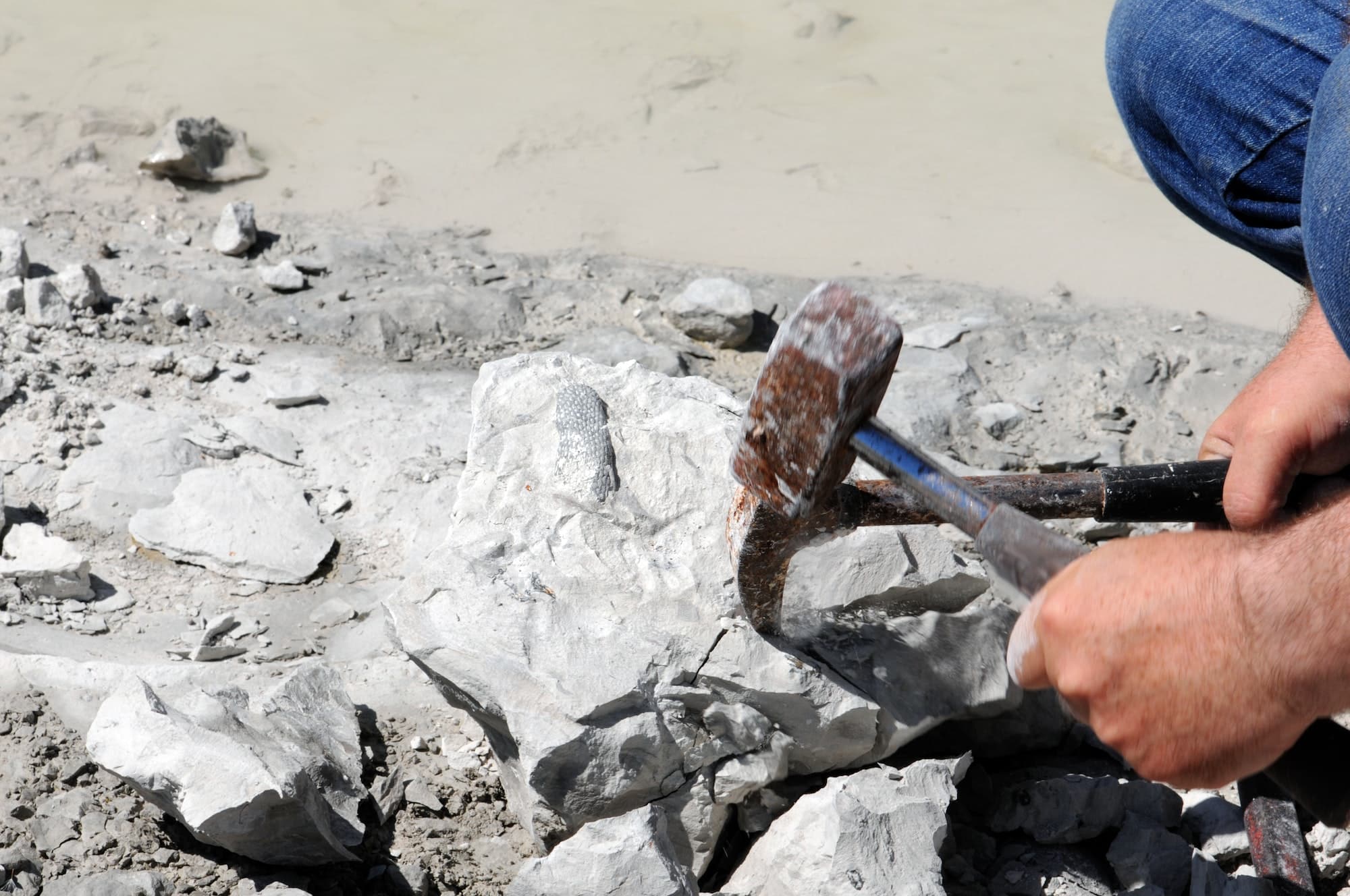 collecting fossils. get coral fossil out of a chalk rock.