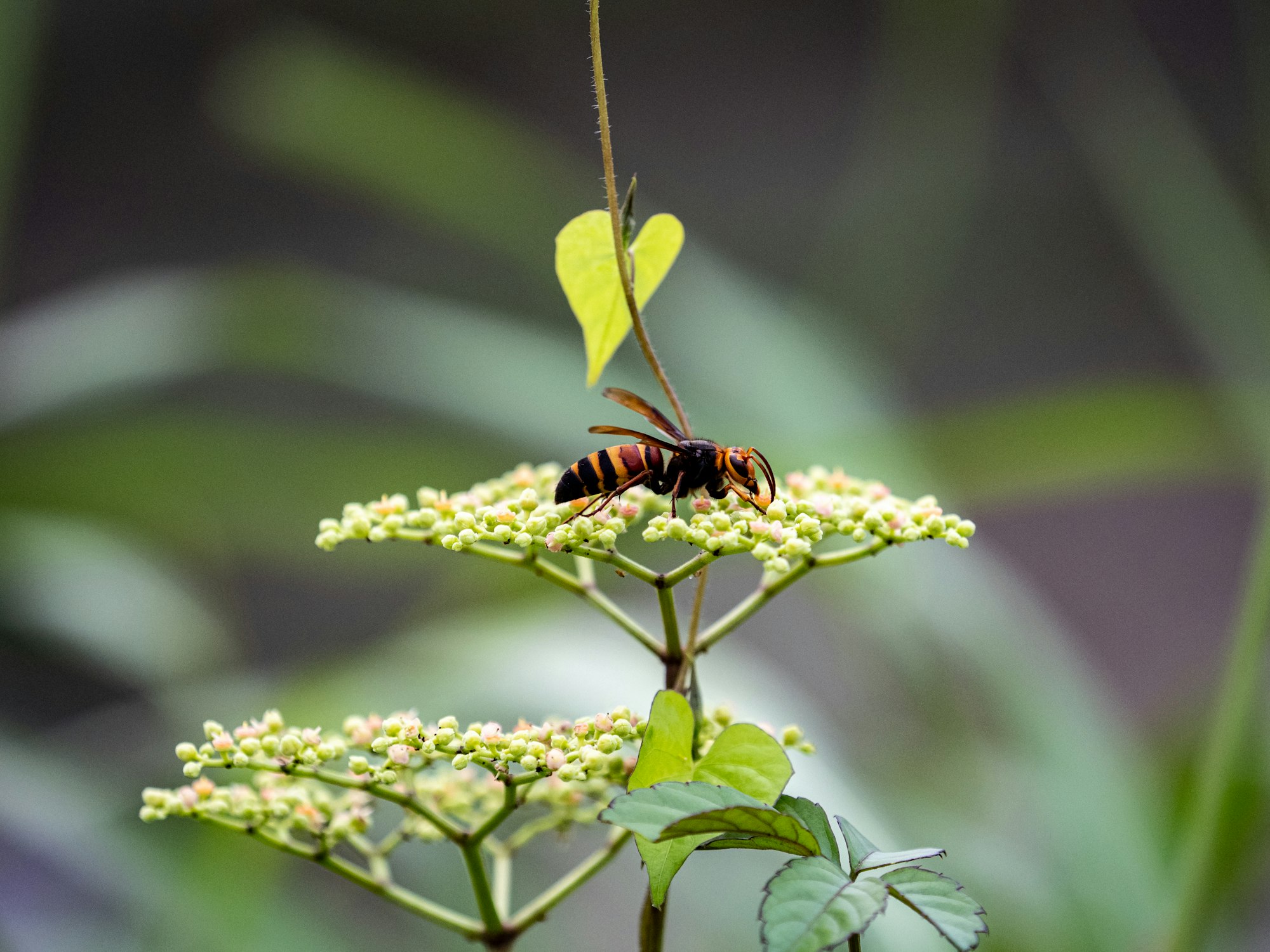 Closeup shot of a Japanese giant hornet on a small bushkiller vine flower from the side view