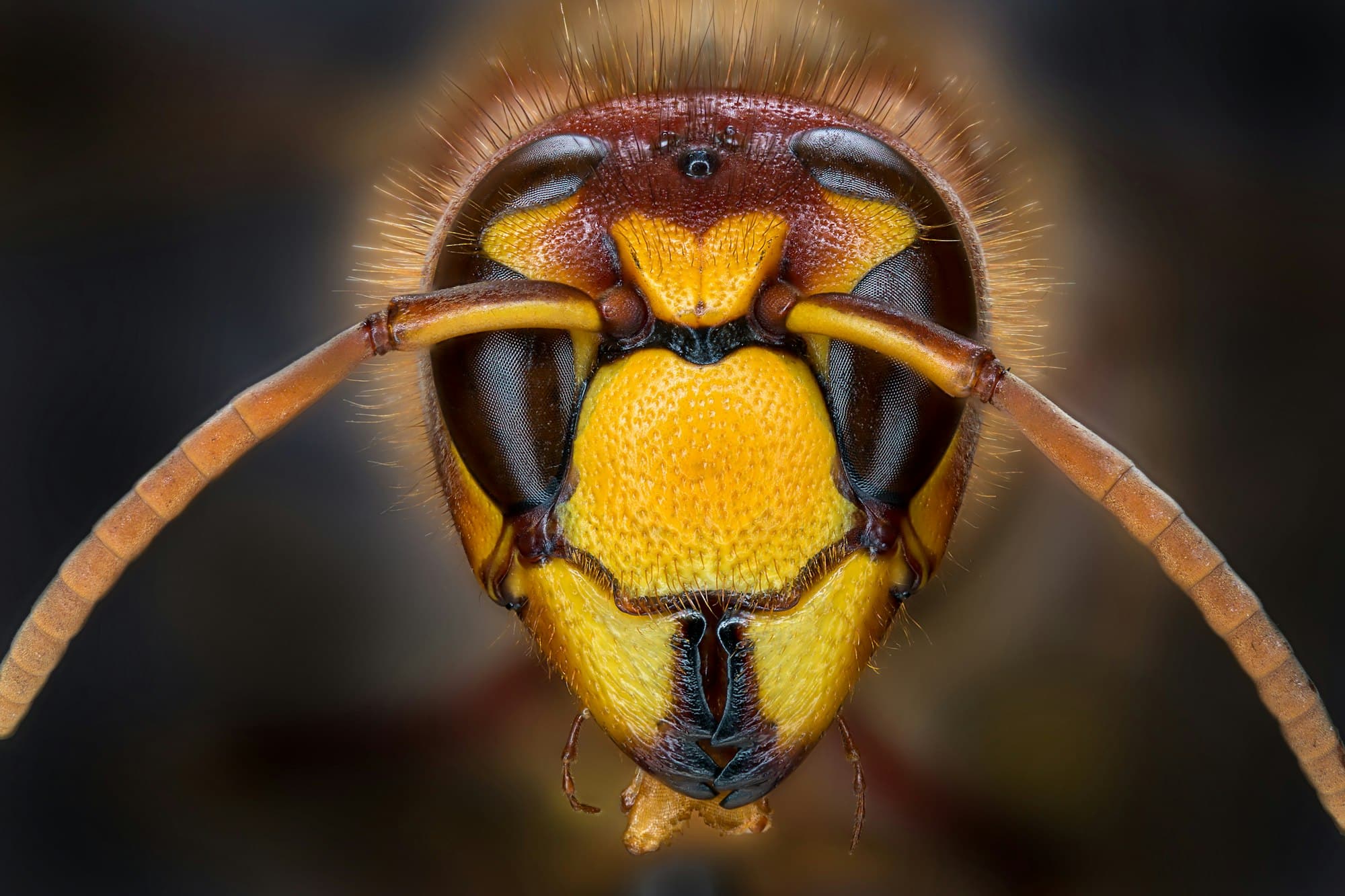 Macro shot of a beautiful bee