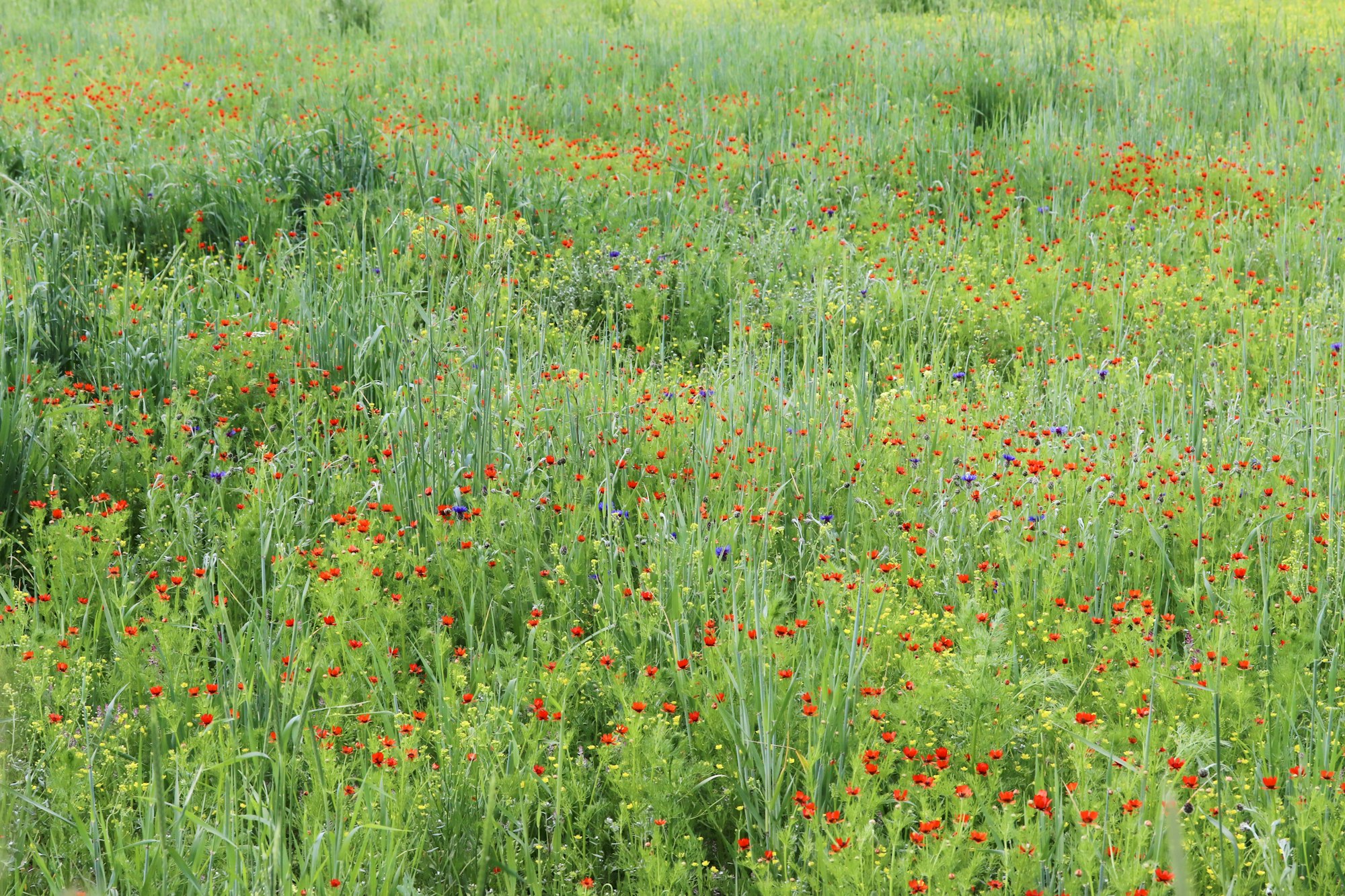 Various flowers and plants in nature in spring. Biodiversity.