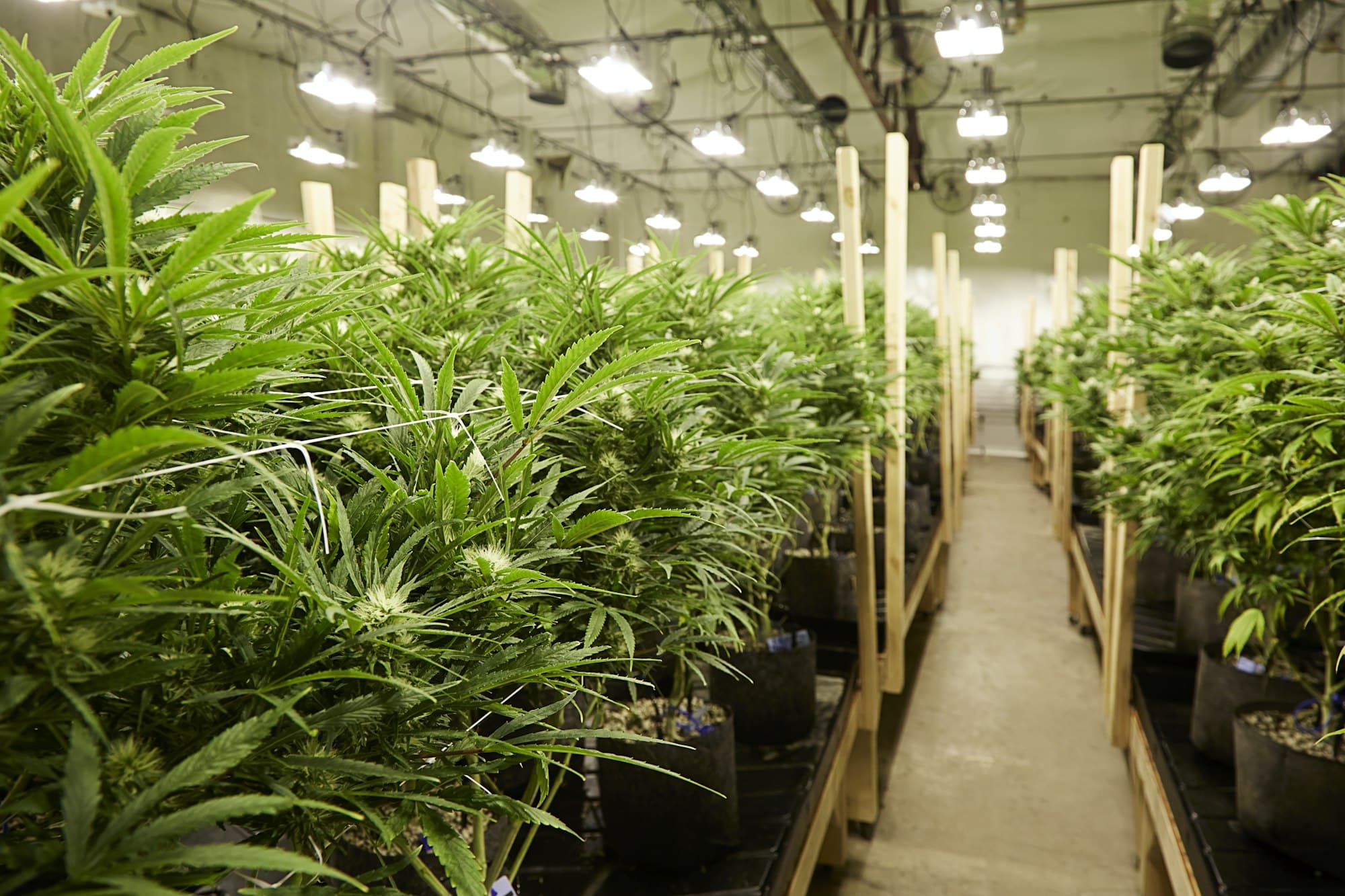 Cannabis plants growing in greenhouse