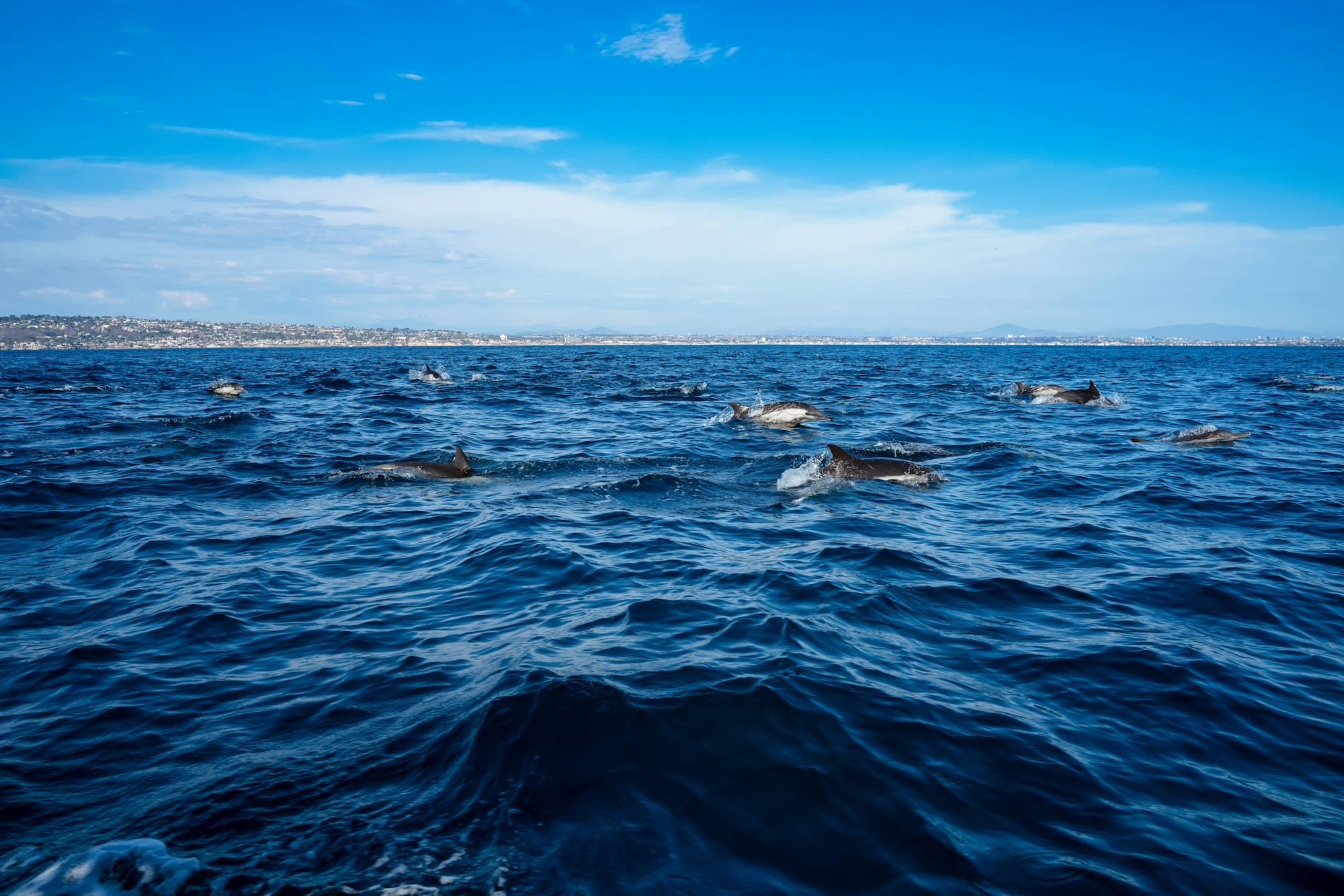 Dolphin pod leaping in ocean with coast