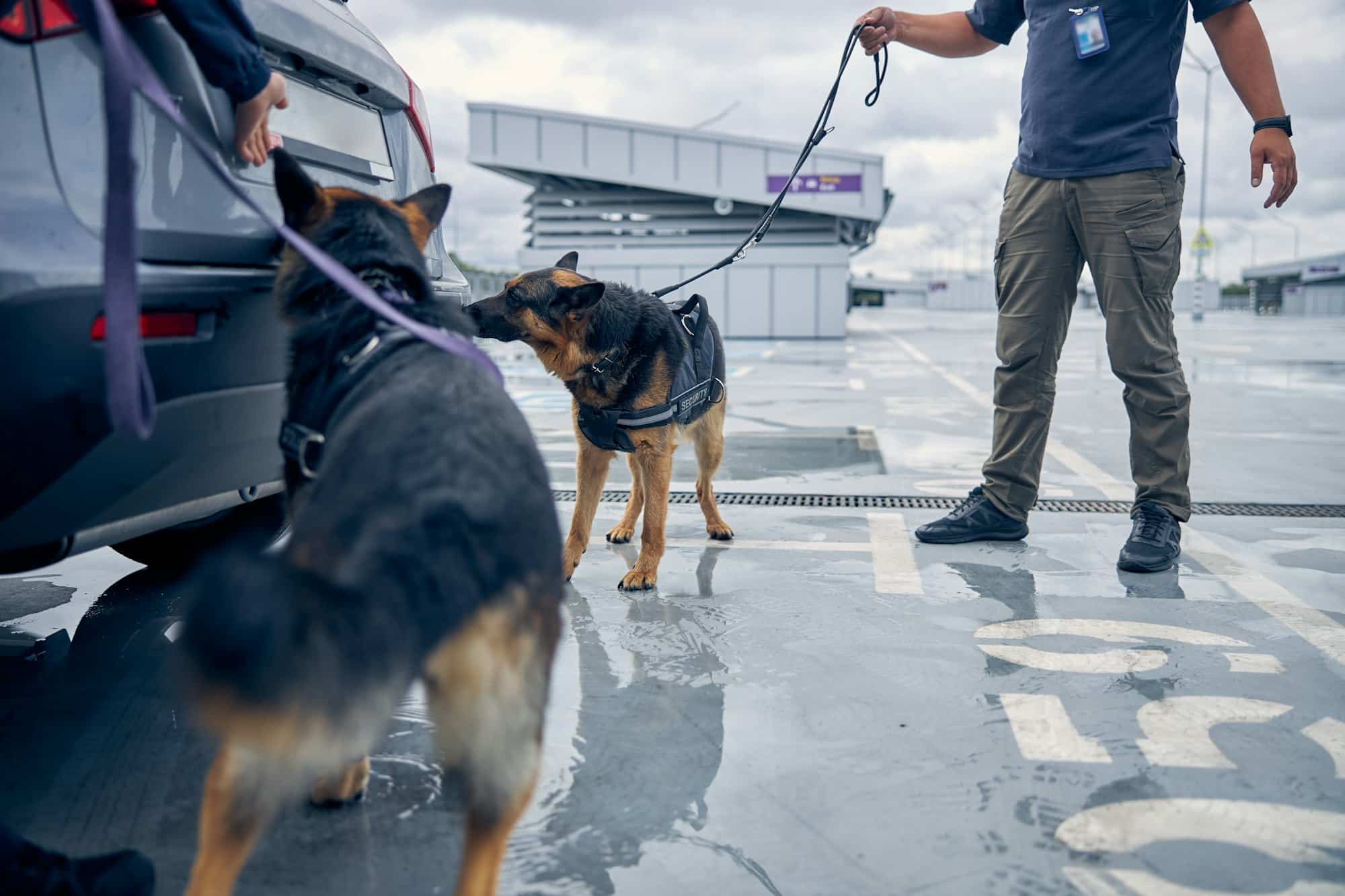 Drug detection dogs inspecting car at airport