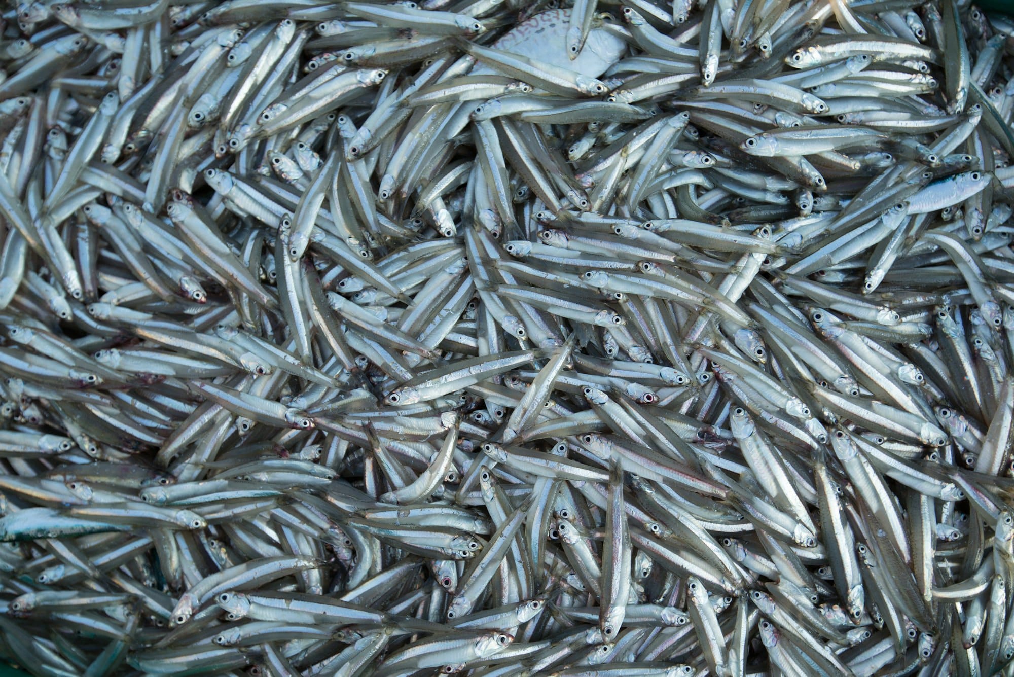 Many fresh smelts Baltic fish closeup