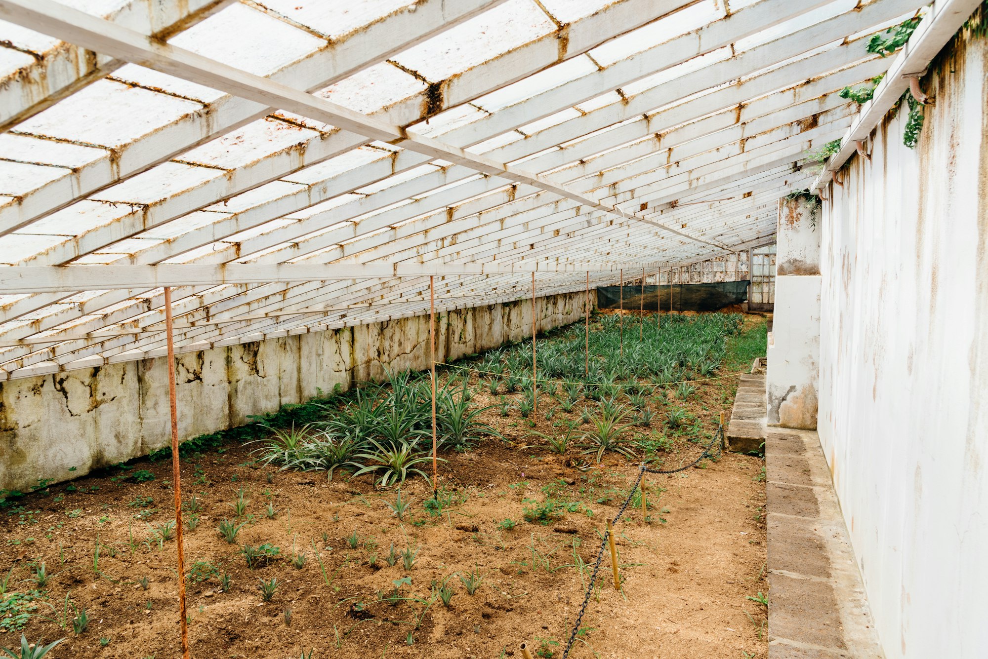 Pineapple plantation in a Greenhouse at Sao Miguel island of the Azores.. Portugal