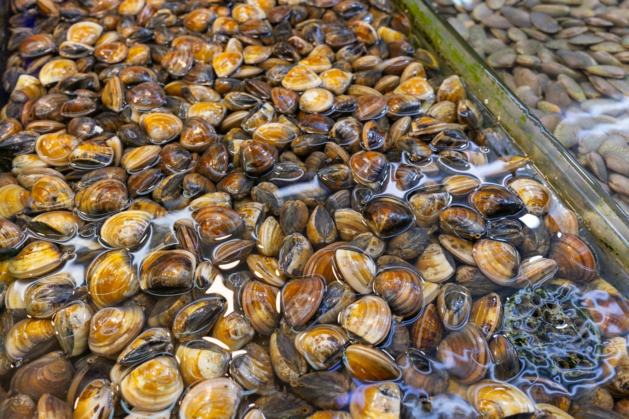 Seafood clam sell in wet market