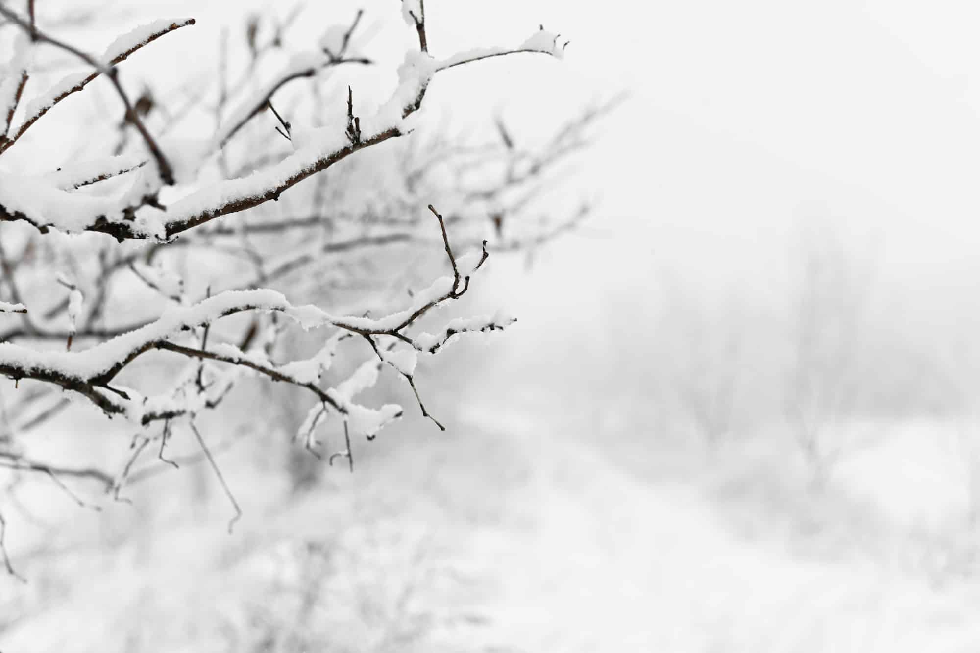 Snowfall. Snow-covered bushes close-up.