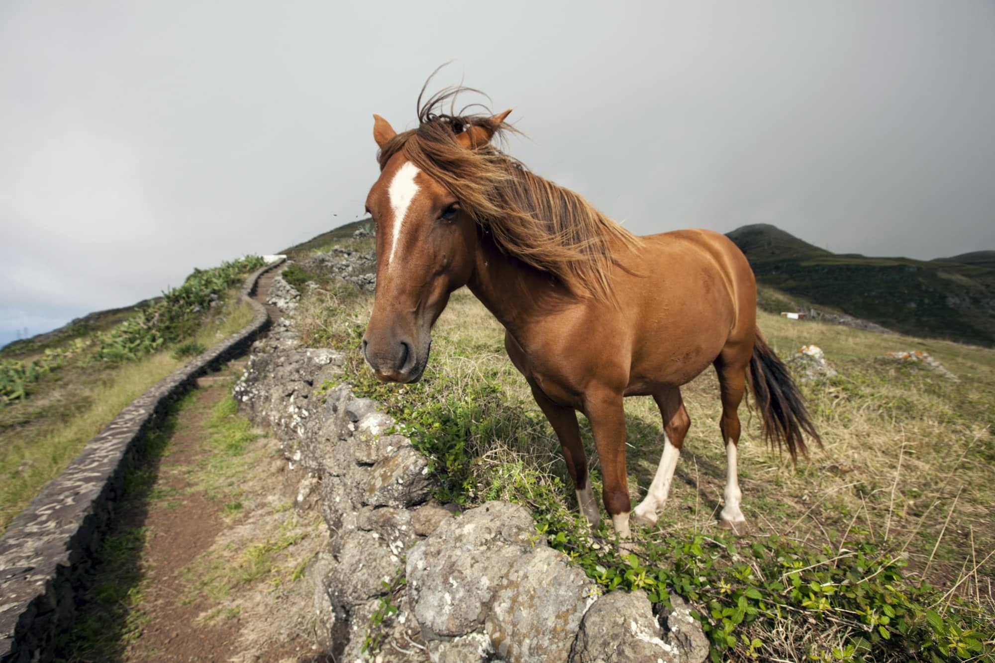 Wild Horse in Azores with Wind in Mane