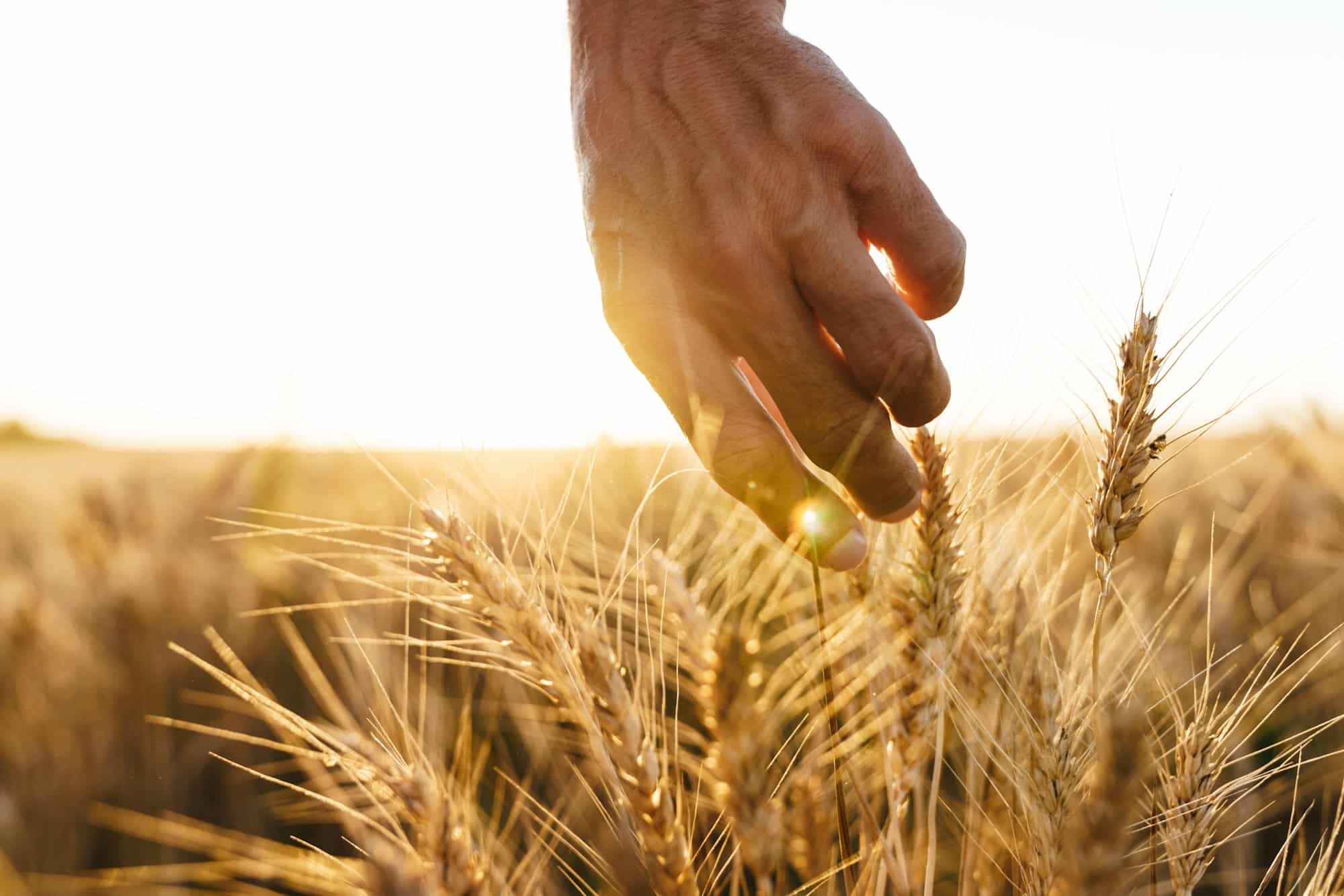 Cropped image of man examining harvest at cereal field