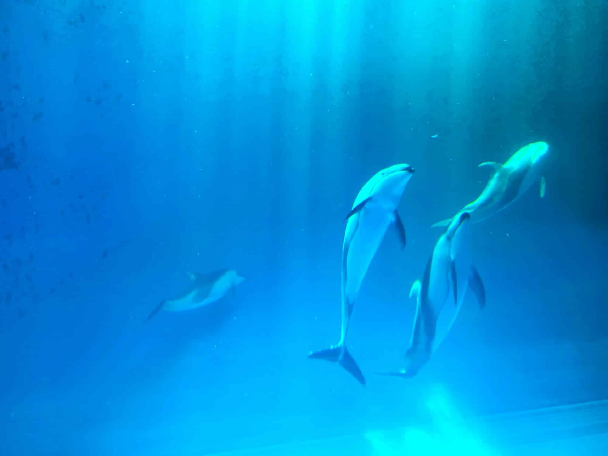 Dolphins