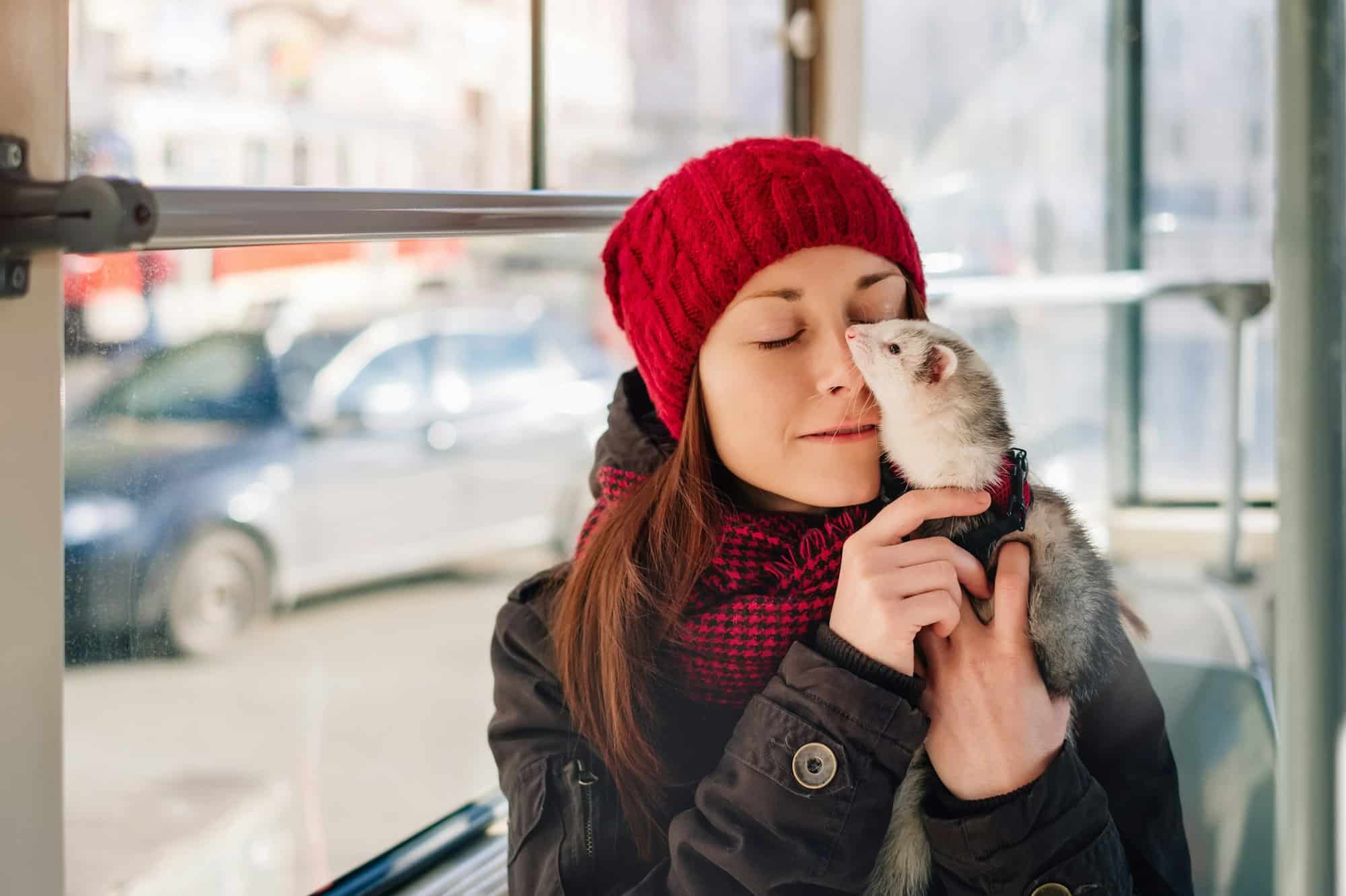 Pet ferret taking a ride on city tram