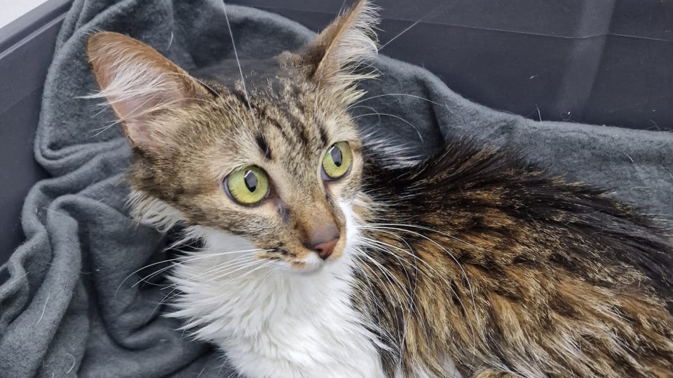 Medicated cat in live social media broadcasts was rescued in Torres Vedras