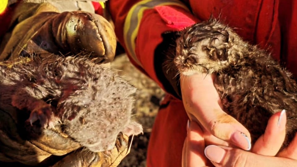 Firefighters save two newborn kittens from fire in Sines