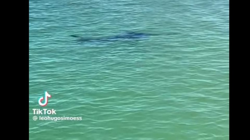 Two-meter fish invades Tamariz. Bathers thought it was a shark