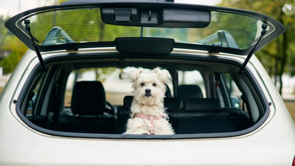 Are you going to travel by car with your pet? Here are the precautions to take