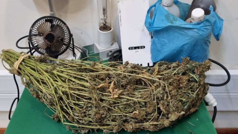 He was growing cannabis and ended up detained by the GNR in Viana do Castelo