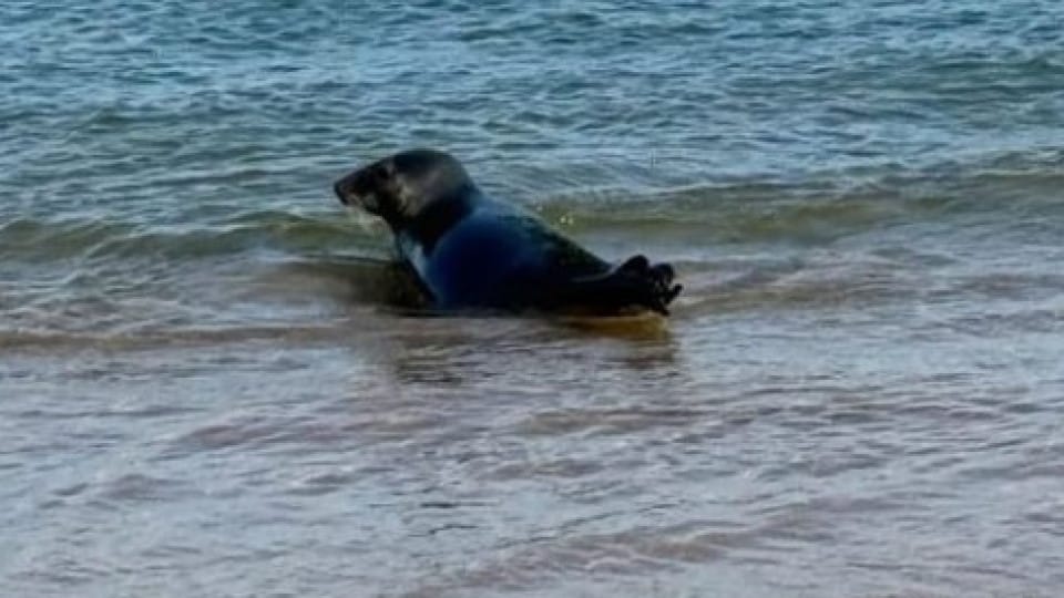 Seal spotted on the beaches of Cascais. If you see it "do not approach"