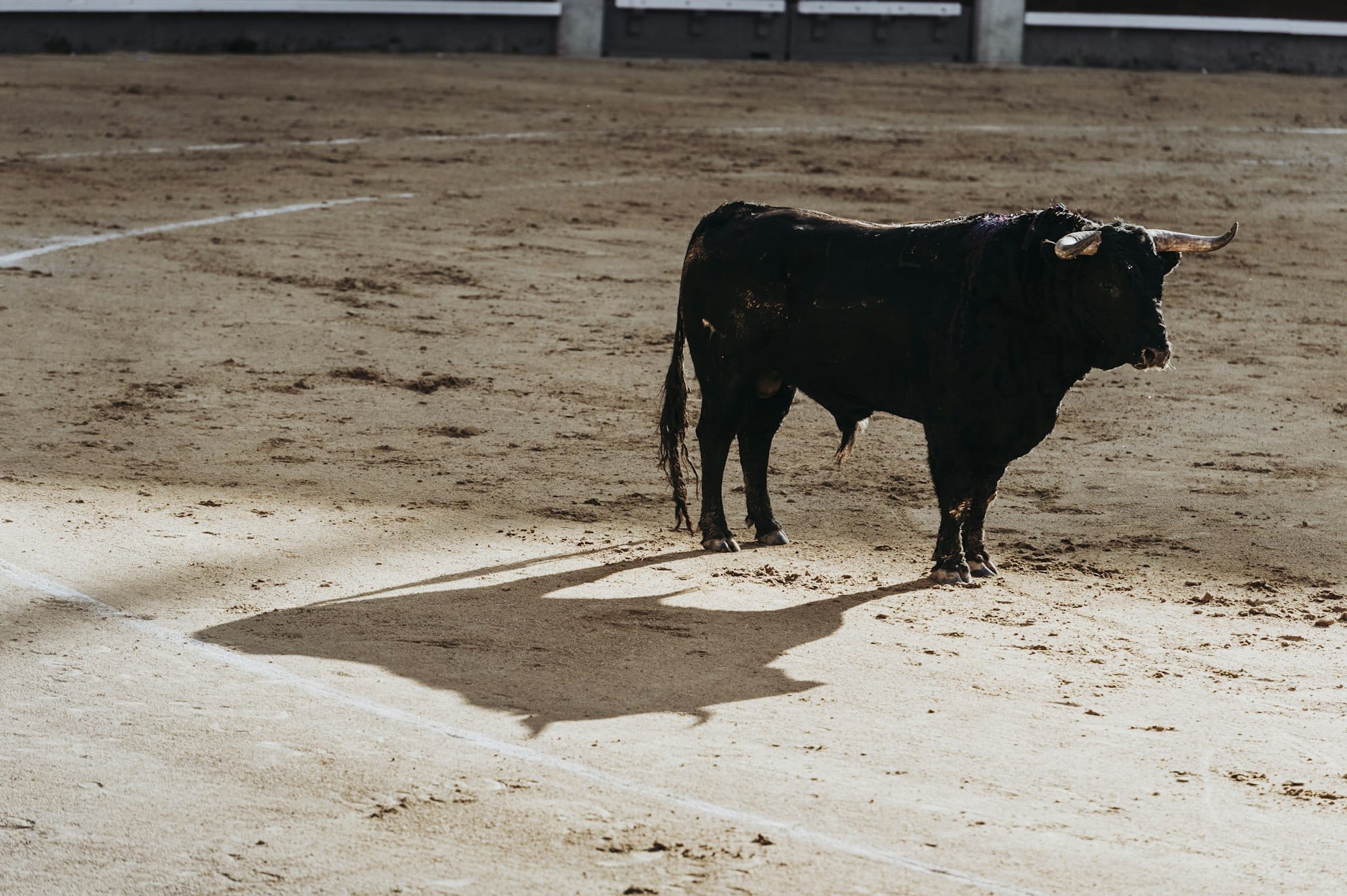 Fighting bull running in the arena. Bullring. Toro bravo