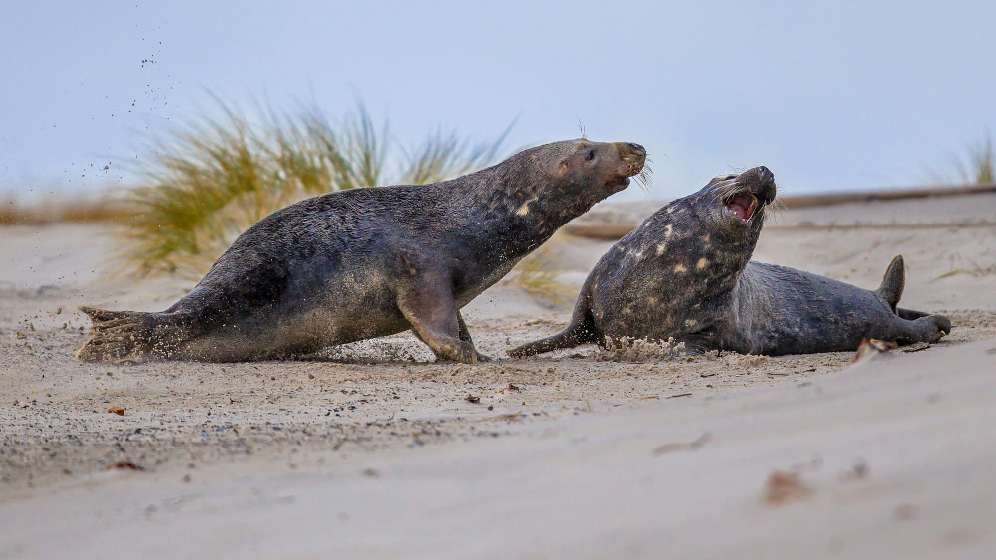 Fighting Grey seal males on beach