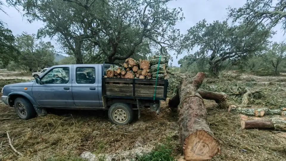 Government authorizes felling of cork oaks for public works