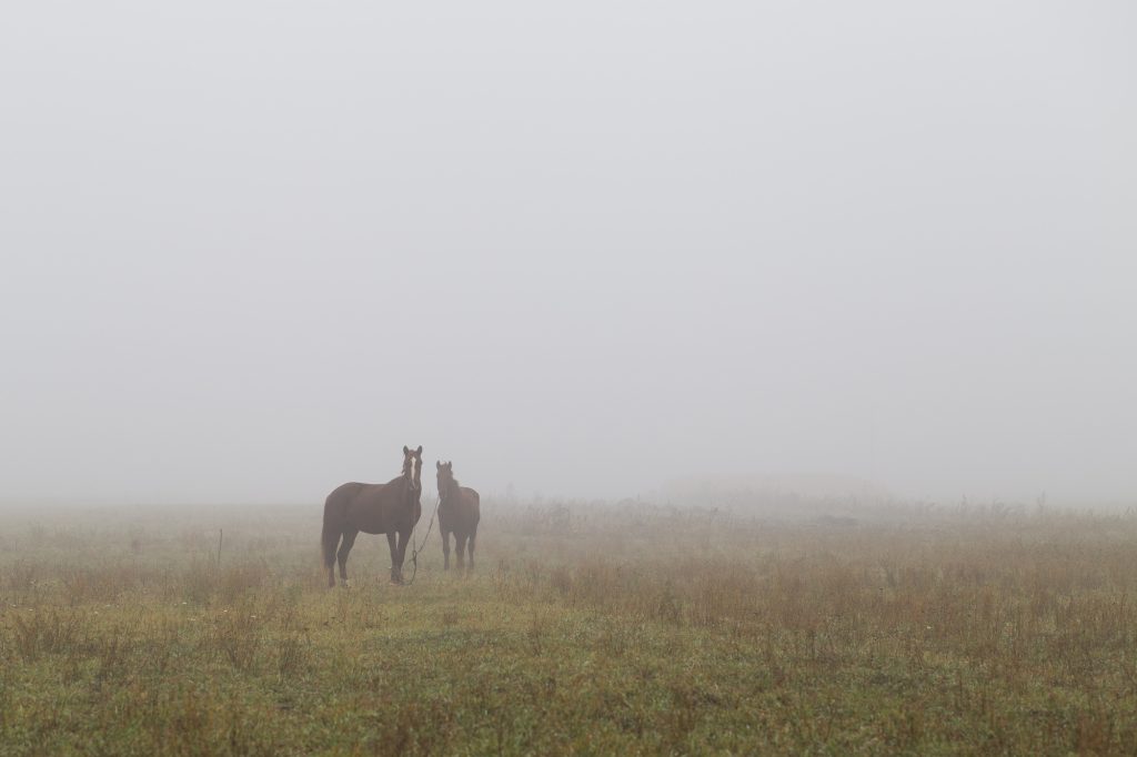 Horses in a paddock on a cold foggy morning